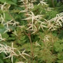 Kép 2/2 - Aruncus 'Horatio'  / Tündérfürt