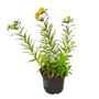 Kép 1/2 - Asclepias tuberosa / Gumós selyemkóró