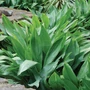 Kép 2/2 - Aspidistra elatior / Kukoricalevél
