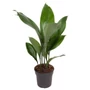 Kép 1/2 - Aspidistra elatior / Kukoricalevél
