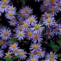 Kép 1/2 - Aster ageratoides 'Asran' / Ázsiai őszirózsa