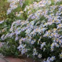 Kép 2/2 - Aster ageratoides 'Eleven Purple' / Ázsiai őszirózsa