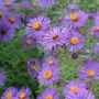 Kép 2/2 - Aster novae-angliae 'Barr's Blue' / Mirigyes őszirózsa