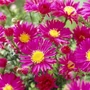 Kép 2/2 - Aster novi-belgii 'Crimson Brocade' / Kopasz őszirózsa