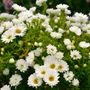 Kép 2/2 - Aster dumosus 'Albit' / Fehér virágú törpe őszirózsa