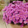 Kép 2/2 - Aster dumosus 'Anneke' / Törpe őszirózsa