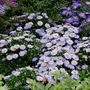 Kép 2/2 - Aster dumosus 'Aqua Compact' / Törpe őszirózsa