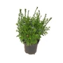 Kép 1/2 - Aster dumosus 'Aqua Compact' / Törpe őszirózsa
