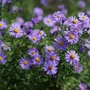 Kép 2/2 - Aster dumosus 'Azurit' / Törpe őszirózsa