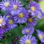 Kép 2/2 - Aster dumosus 'Island Samoa' / Törpe őszirózsa