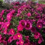 Kép 2/2 - Aster dumosus 'Jenny' / Törpe őszirózsa