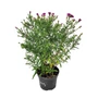 Kép 1/2 - Aster dumosus 'Jenny' / Törpe őszirózsa
