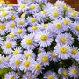 Kép 2/2 - Aster dumosus 'Prof. Anton Kippenberg' / Évelő őszirózsa