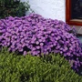 Kép 2/2 - Aster dumosus 'Turmalin' / Törpe őszirózsa
