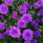 Kép 2/2 - Aster novi-belgii 'Henry Purple' / Kékes-lila virágú őszirózsa