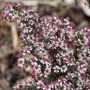 Kép 2/2 - Aster lateriflorus 'Prince' / Őszirózsa