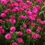 Kép 2/2 - Aster novae-angliae 'Andenken an Alma Pötschke' / Mirigyes őszirózsa