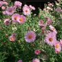 Kép 2/2 - Aster novi-angliae 'Harrington' / Mirigyes őszirózsa