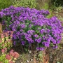 Kép 2/2 - Aster novae-angliae 'Purple Dome' / Mirigyes őszirózsa