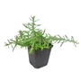 Kép 1/2 - Aster ericoides 'Snow Flurry' / Tűlevelű őszirózsa