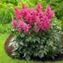 Kép 2/2 - Astilbe japonica 'Bonn' / Bíbor virágú japán tollbuga