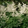 Kép 2/2 - Astilbe japonica 'Deutschland' / Fehér virágú japán tollbuga