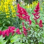 Kép 2/2 - Astilbe japonica 'Vesuvis' / Bíbor virágú japán tollbuga