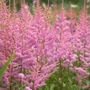 Kép 2/2 - Astilbe x arendsii 'Amethyst' / Rózsaszín virágú kerti tollbuga