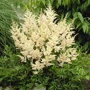 Kép 2/2 - Astilbe x arendsii 'Snowdrift' / Fehér virágú kerti tollbuga