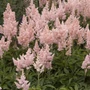 Kép 2/2 - Astilbe x arendsii 'Zuster Theresa' / Rózsaszín virágú kerti tollbuga