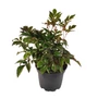 Kép 1/2 - Astilbe x arendsii 'Zuster Theresa' / Rózsaszín virágú kerti tollbuga