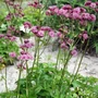 Kép 2/2 - Astrantia major 'Primadonna' / Völgycsillag