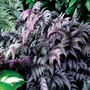 Kép 2/2 - Athyrium niponicum var. pictum 'Burgundy Lace' / Japán hölgypáfrány