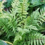 Kép 2/2 - Athyrium filix-femina 'Lady in Red' / Erdei hölgypáfrány