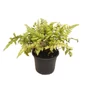 Kép 1/2 - Athyrium niponicum var. pictum 'Burgundy Lace' / Japán hölgypáfrány