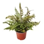 Kép 1/2 - Athyrium niponicum / Japán hölgypáfrány