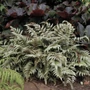 Kép 2/2 - Athyrium niponicum / Japán hölgypáfrány