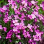 Kép 2/2 - Aubrieta cultorum 'Florado Neon Pink' / Rózsaszín virágszínű pázsitviola
