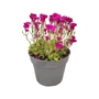 Kép 1/2 - Aubrieta cultorum 'Florado Neon Pink' / Rózsaszín virágszínű pázsitviola