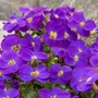 Kép 2/2 - Aubrieta gracilis 'Kitte Blue' / Kékeslila virágszínű pázsitviola