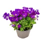 Kép 1/2 - Aubrieta gracilis 'Kitte Blue' / Kékeslila virágszínű pázsitviola