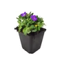 Kép 1/2 - Aubrieta hybrida 'Light Blue' / Kék virágszínű pázsitviola