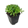 Kép 1/2 - Aubrieta hybrida 'Regado White' / Fehér virágszínű pázsitviola