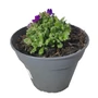 Kép 1/2 - Aubrieta hybrida 'Axcent Blue' / Kék virágszínű pázsitviola