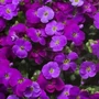 Kép 2/2 - Aubrieta hybrida 'Axcent Deep Purple' / Lila virágszínű pázsitviola