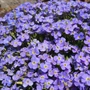 Kép 2/2 - Aubrieta hybrida 'Axcent Blue' / Kék virágszínű pázsitviola