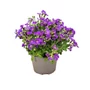 Kép 1/2 - Aubrieta hybrida 'Axcent Light Blue' / Halványkék virágszínű pázsitviola