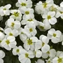 Kép 2/2 - Aubrieta hybrida 'Axcent White' / Fehér virágszínű pázsitviola