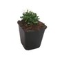 Kép 1/2 - Aubrieta hybrida 'Axcent White' / Fehér virágszínű pázsitviola