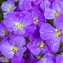 Kép 2/2 - Aubrieta hybrida 'Light Blue' / Kék virágszínű pázsitviola